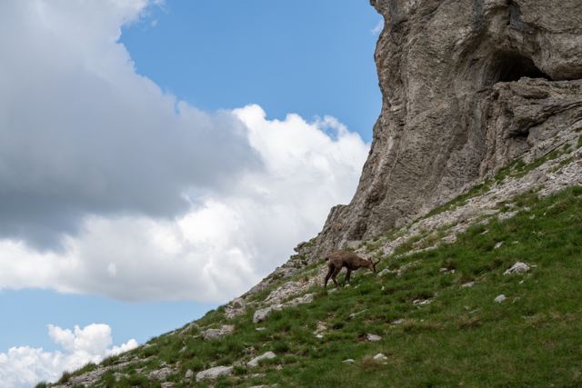 Chamois grazing on a grassy slope below a rock face on Durmitor